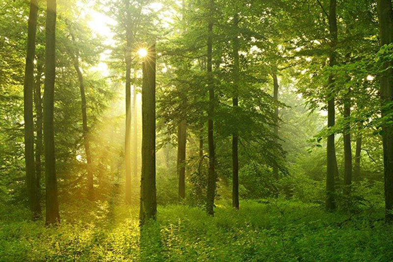 森林是如何調(diào)節(jié)氣候的？